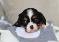 Kendra, a male Cavalier King Charles Spaniel for sale in Fresno, OH – 3 of 3