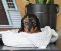 Olivia, a female Miniature Dachshund for sale in Fresno, OH – 4 of 5