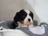 Kash, a male Cavalier King Charles Spaniel for sale in Fresno, OH – 2 of 6