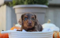 Lucy, a female Miniature Dachshund for sale in Fresno, OH – 3 of 4