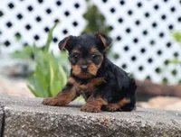 Eva, a female Yorkshire Terrier for sale in Fresno, OH – 5 of 5