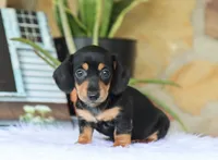 Wren, a female Miniature Dachshund for sale in Fresno, OH – 2 of 3