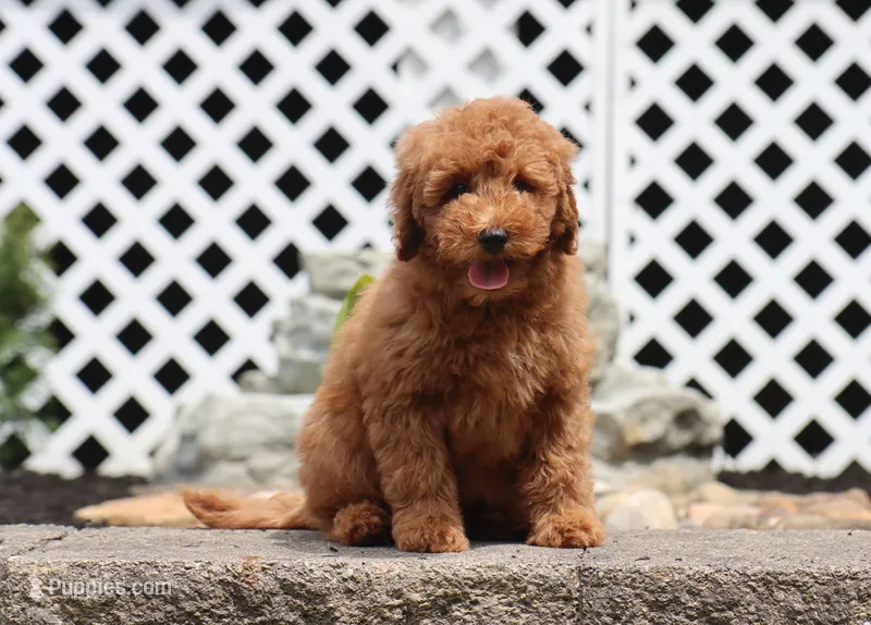 Ivy – Miniature Goldendoodle puppy for sale in Fresno, OH