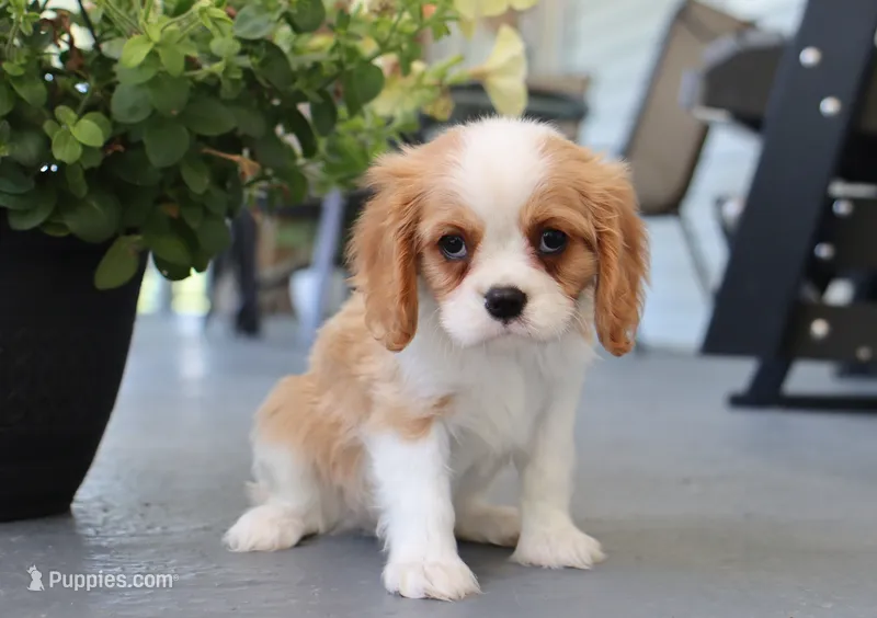 Upton – Cavalier King Charles Spaniel puppy for sale in Fresno, OH