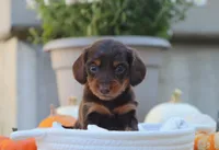 Lilly, a male Miniature Dachshund for sale in Fresno, OH – 1 of 5