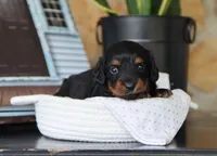 Olya, a female Miniature Dachshund for sale in Fresno, OH – 2 of 5