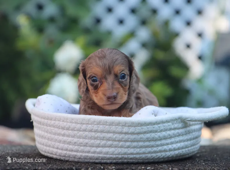 Uriah – Miniature Dachshund puppy for sale in Fresno, OH