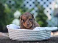 Uriah, a male Miniature Dachshund for sale in Fresno, OH – 1 of 4