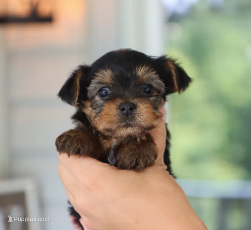 Eric – Yorkshire Terrier puppy for sale in Fresno, OH