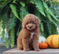 Jess, a male Poodle - Miniature  for sale in Fresno, OH – 4 of 6