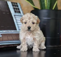 Maeve, a female Maltipoo for sale in Fresno, OH – 5 of 5