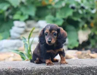 Olivia, a female Miniature Dachshund for sale in Fresno, OH – 3 of 9