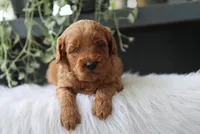 Avery, a male Miniature Goldendoodle for sale in Fresno, OH – 2 of 4