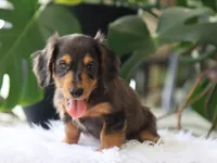 Kash, a male Dachshund for sale in Fresno, OH – 4 of 4