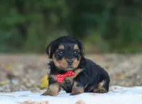 Hayes, a male Yorkshire Terrier for sale in Fresno, OH – 3 of 4