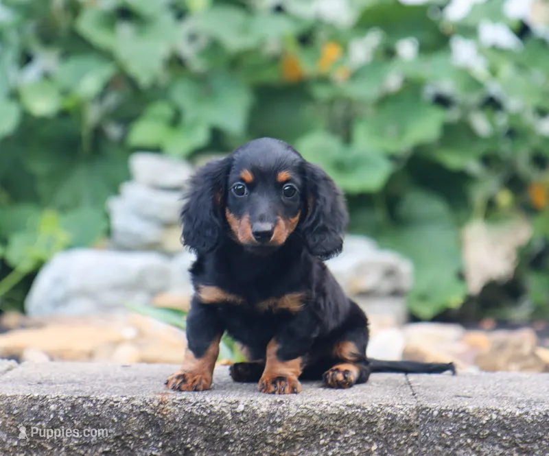 Olya – Miniature Dachshund puppy for sale in Fresno, OH