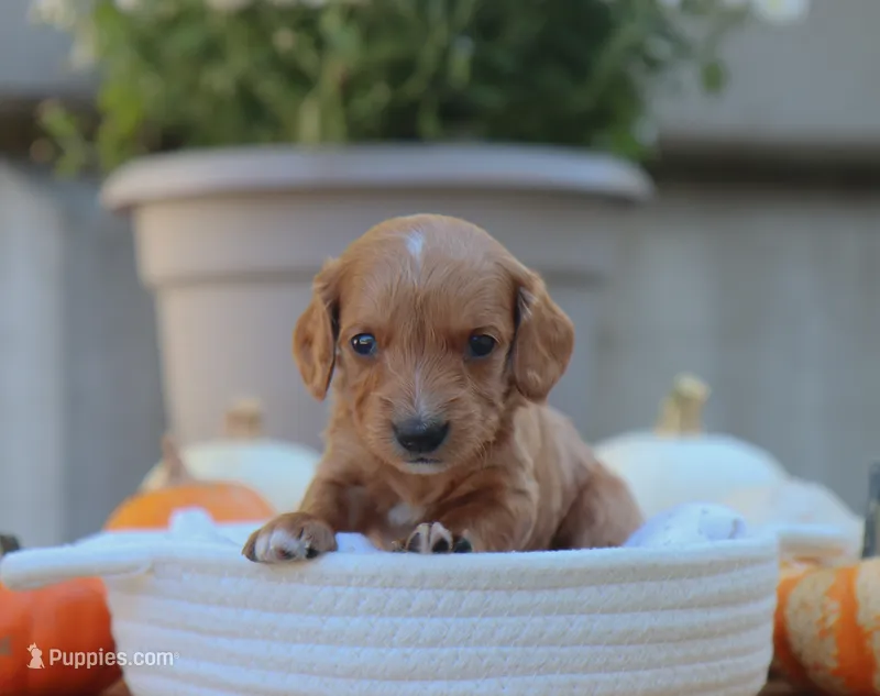 Lilac – Miniature Dachshund puppy for sale in Fresno, OH