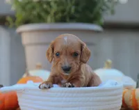 Lilac, a female Miniature Dachshund for sale in Fresno, OH – 1 of 3