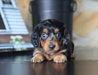 Ivy, a female Miniature Dachshund for sale in Fresno, OH – 2 of 4