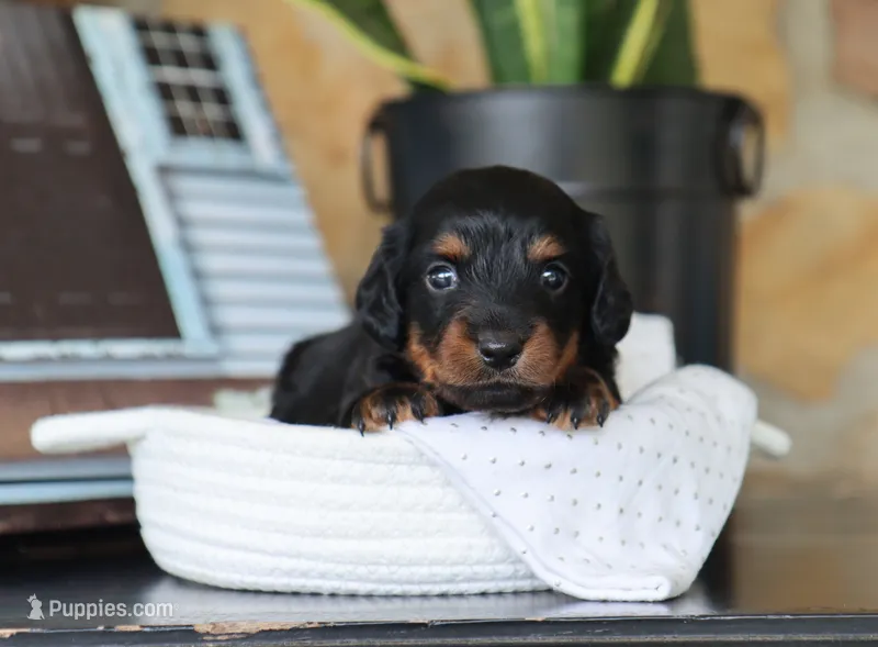Olya – Miniature Dachshund puppy for sale in Fresno, OH