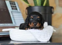 Olya, a female Miniature Dachshund for sale in Fresno, OH – 1 of 5