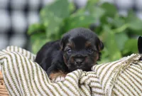 Bonnie, a female Yorkshire Terrier for sale in Fresno, OH – Photo 3 of 3