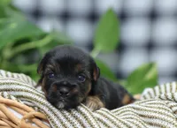 Bonnie, a female Yorkshire Terrier for sale in Fresno, OH – Photo 1 of 3