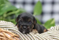 Bonnie, a female Yorkshire Terrier for sale in Fresno, OH – Photo 2 of 3