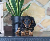 Gunner, a male Miniature Dachshund for sale in Fresno, OH – 6 of 6