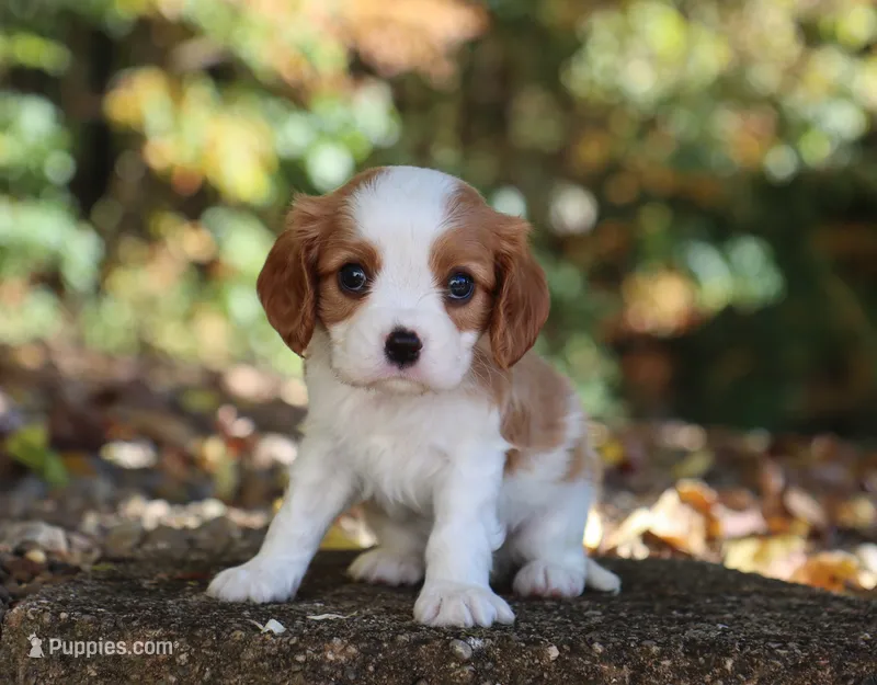 Nick – Cavalier King Charles Spaniel puppy for sale in Fresno, OH
