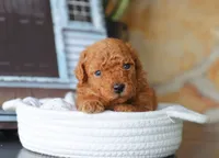 Sammy, a male Maltipoo for sale in Fresno, OH – 2 of 5