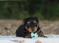 Hudson, a male Yorkshire Terrier for sale in Fresno, OH – 2 of 3