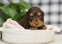 Kai, a male Dachshund for sale in Fresno, OH – Photo 3 of 3