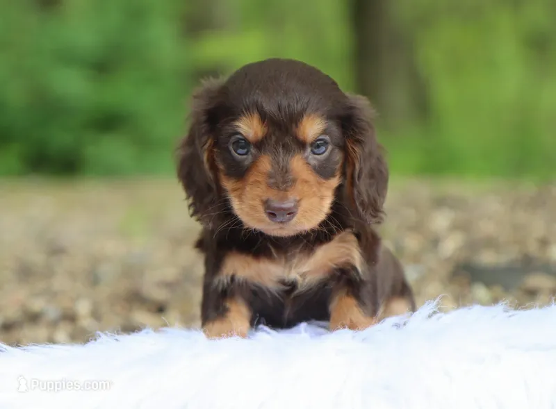 Kai – Dachshund puppy for sale in Fresno, OH