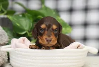 Kai, a male Dachshund for sale in Fresno, OH – Photo 1 of 3