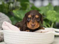 Kai, a male Dachshund for sale in Fresno, OH – Photo 2 of 3