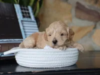 Seth, a male Maltipoo for sale in Fresno, OH – 2 of 4
