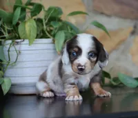 Dakota, a male Miniature Dachshund for sale in Fresno, OH – 6 of 7