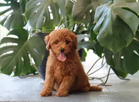 Ivy, a female Miniature Goldendoodle for sale in Fresno, OH – 1 of 4