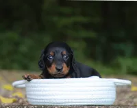 Alex , a male Miniature Dachshund for sale in Fresno, OH – 2 of 4