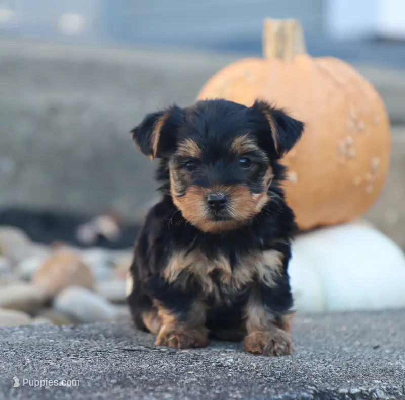 Hayes – Yorkshire Terrier puppy for sale in Fresno, OH