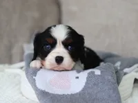 Kash, a male Cavalier King Charles Spaniel for sale in Fresno, OH – 4 of 6