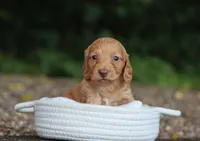 Austin, a male Miniature Dachshund for sale in Fresno, OH – 4 of 4