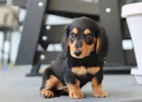 Khloe, a female Miniature Dachshund for sale in Fresno, OH – 2 of 5