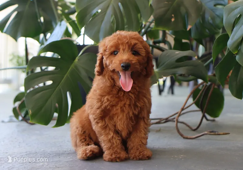 Ivory – Miniature Goldendoodle puppy for sale in Fresno, OH
