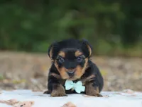 Hudson, a male Yorkshire Terrier for sale in Fresno, OH – 3 of 3