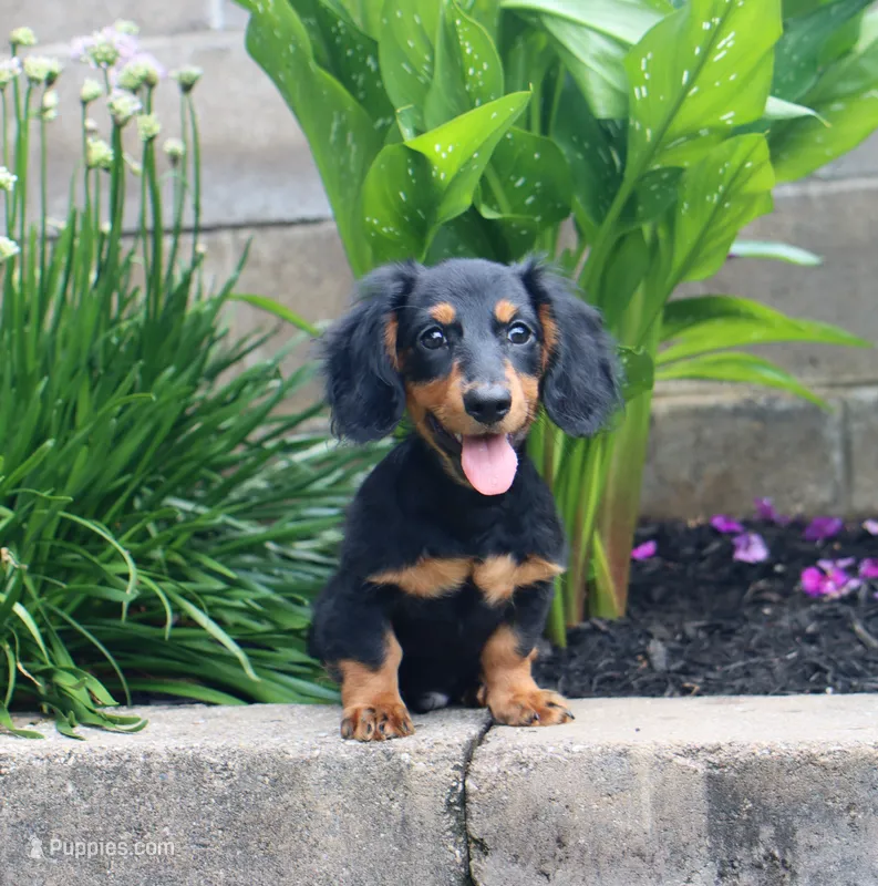 Myles – Miniature Dachshund puppy for sale in Fresno, OH
