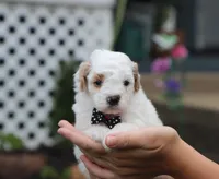 Jasper, a male Poodle - Miniature  for sale in Fresno, OH – 2 of 5