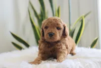 Iker, a male Miniature Goldendoodle for sale in Fresno, OH – Photo 2 of 4