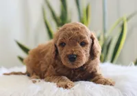 Iker, a male Miniature Goldendoodle for sale in Fresno, OH – Photo 4 of 4